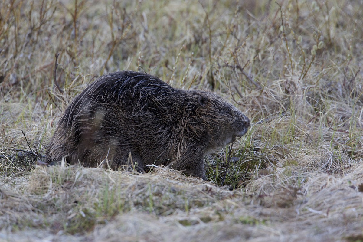 Castor fiber, Beaver